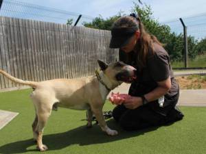 Quentin - male Terrier (Bull) Photo