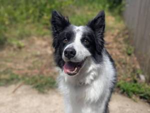 Hooch - male Collie (Border) Photo