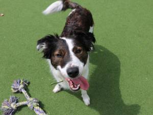 Rosie - female Collie (Rough) Cross Photo