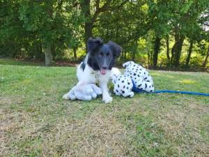 Heidi - female Collie (Border) Cross Photo