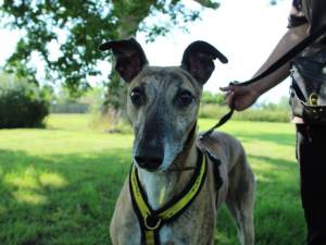 Roscoe - male Greyhound Photo