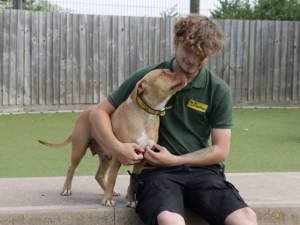 Beatrice - female Terrier (Staffordshire Bull) Cross Photo