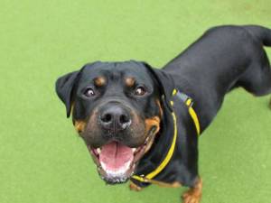 Gertie - female Rottweiler Photo