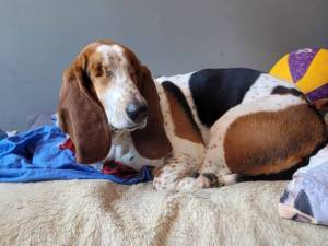 Margot - female Basset Hound Photo