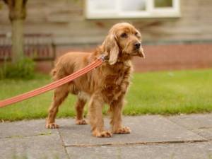 Annie - female Spaniel (Cocker) Photo