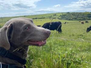 Arley - male Retriever (Labrador) Photo