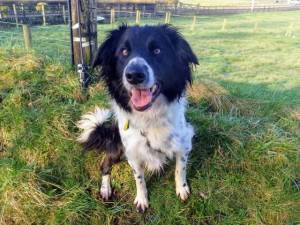 Harrison - male Collie (Border) Photo