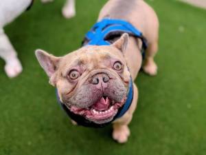 Hugo and Louis - male French Bulldog Photo