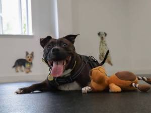 Octavia - female Terrier (Staffordshire Bull) Photo