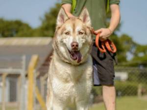 Kylo - male Siberian Husky Photo