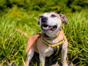 Lush - female Terrier (Staffordshire Bull) Cross Photo
