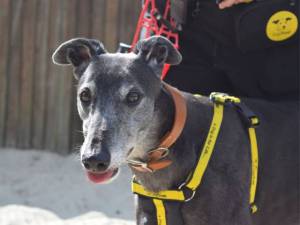 Kisba - male Greyhound Photo