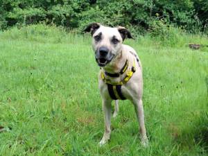 Evelyn - female Crossbreed Photo