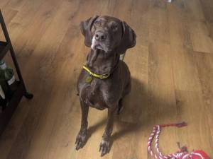 Luna - female Pointer (German Shorthaired) Photo