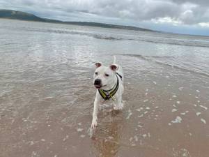 Tetley - male Terrier (Staffordshire Bull) Cross Photo