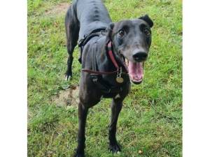 Greyhound For Adoption in Leicester