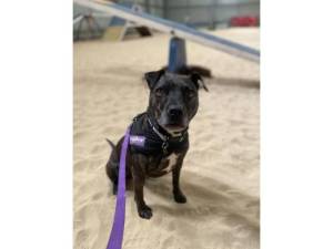 Guiness - Female Staffordshire Bull Terrier Photo