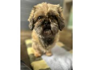Shih Tzu For Adoption in Leicester