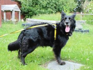Lily - female Collie (Border) Photo