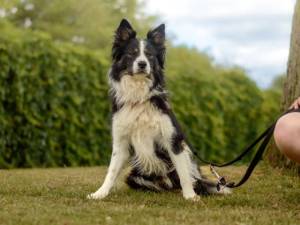 Timothy - male Collie (Border) Photo