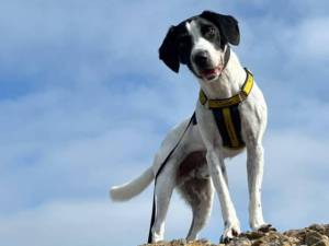Doughnut - male Crossbreed Photo