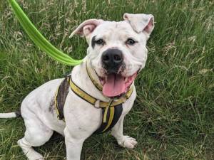 Disney - female American Bulldog Photo