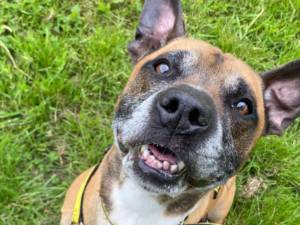 Dalton - male Terrier (Staffordshire Bull) Cross Photo