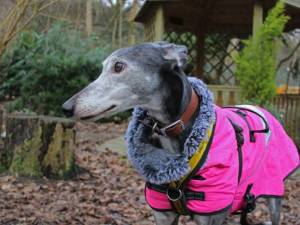 Mouse - female Greyhound Photo