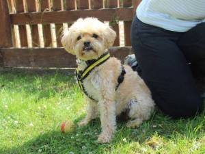 Ralph - male Shih Tzu Cross Photo