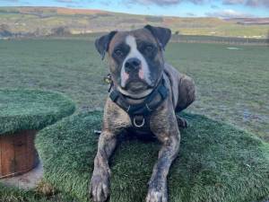 Rosie - female Boxer Cross Photo