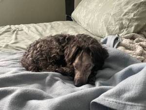 Eggs - male Poodle (Miniature) Cross Photo