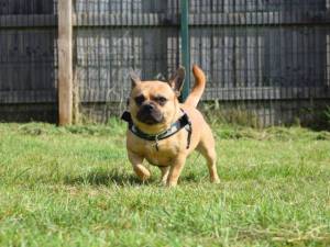 Froggy - male French Bulldog Cross Photo