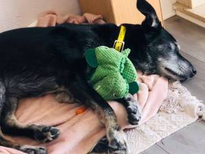 Mr Pickles - male Collie (Border) Cross Photo