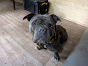 Winter - female American Bully Pocket Photo