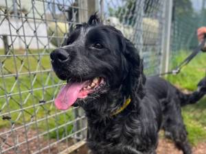 Truffle - female Spaniel (Cocker) Photo