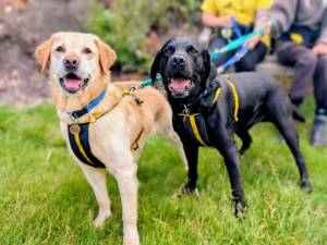 Ukulele - male Retriever (Labrador) Photo