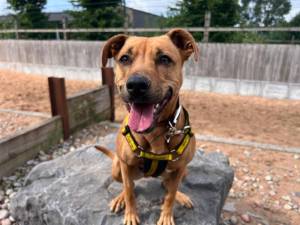 Pepsi - female Crossbreed Photo