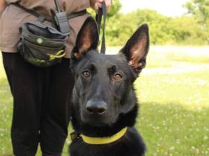 Dave - male German Shepherd Dog Cross Photo
