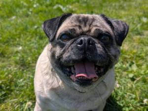 Jojo - female Pug Photo