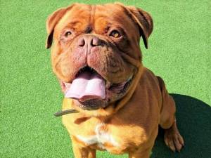 Bear - male Dogue De Bordeaux Photo