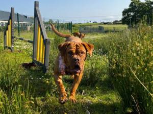 Lilibet - female Dogue De Bordeaux Photo