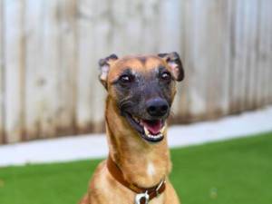 Bruno - male Whippet Cross Photo