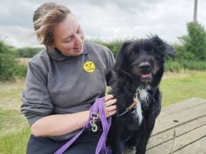 Bobby - male Belgian Shepherd Dog (Malinois) Cross Photo