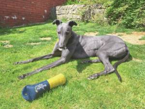 Lando Longlegs - male Greyhound Photo