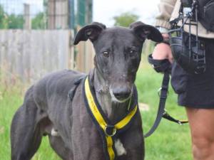 Ronnie - male Greyhound Photo