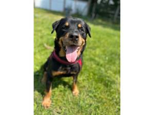Rottweiler For Adoption in Leicester