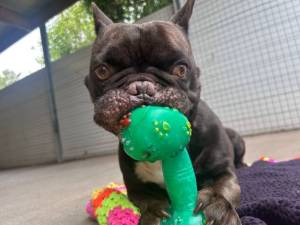 Otis - Male French Bulldog Photo