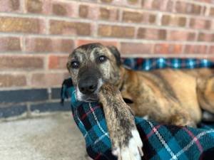 Camel - Male Dogs Photo