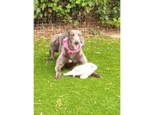 Spring - Female Greyhound Photo
