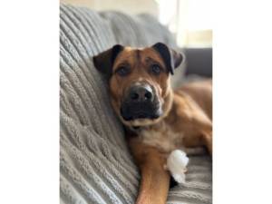 Bjorn - Male Dogs Photo